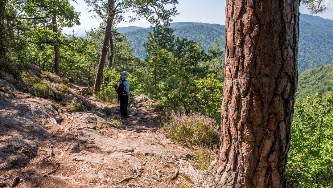 Hiking in Ribeauvillé in Alsace