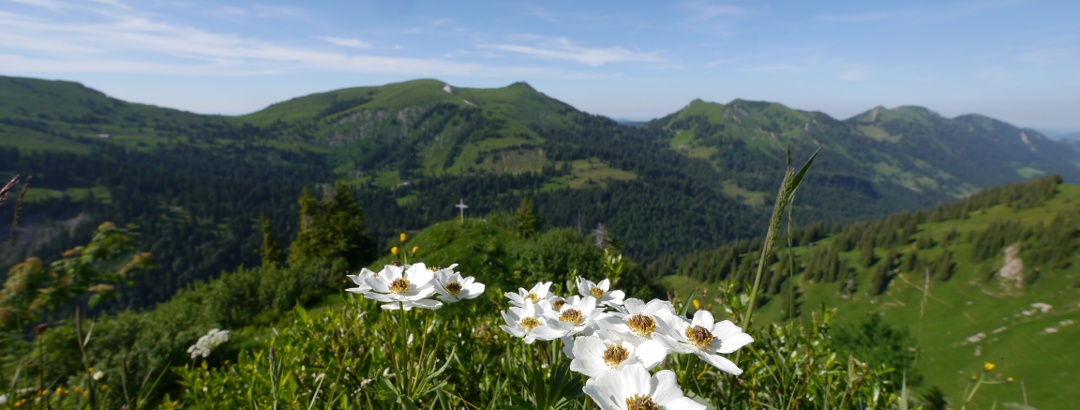 Ausblick vom Girenkopf in Richtung Nagelfluhkette