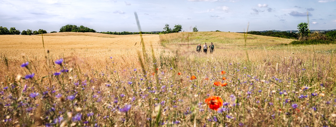 Birdwatching in the Feldberger Seenlandschaft Nature Park