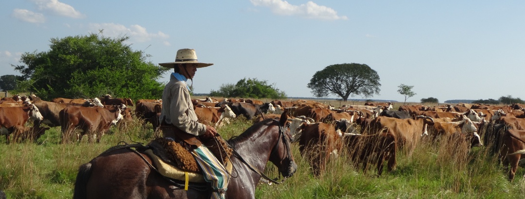 A Gaucho at work