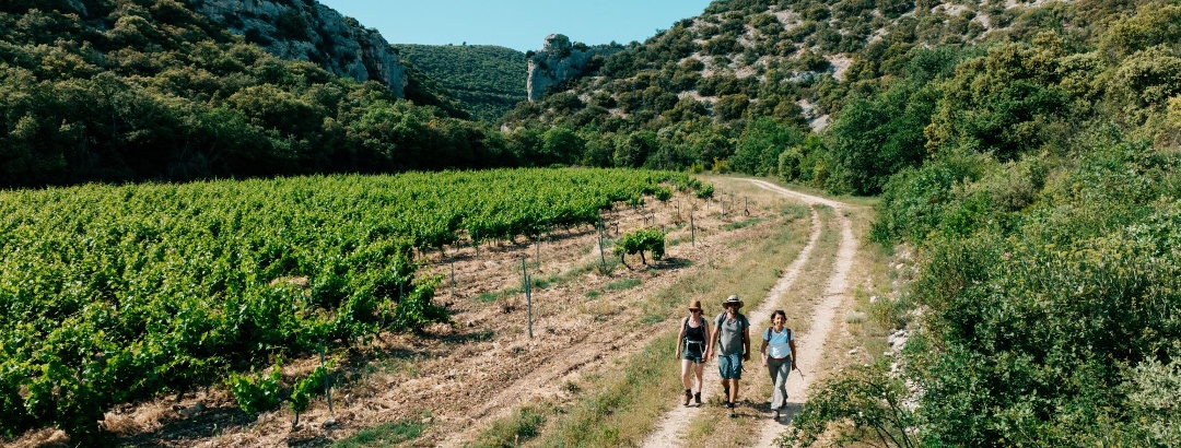 Balade à pied le long des vignes du Vaucluse